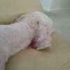 One Stop Pet Shop Inc gallery