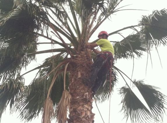 Laan's Tree Care - Temecula, CA