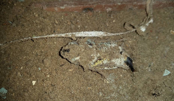 North Sydney Pest Management - Willoughby, NSW