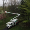 Accurate Tree Service LLC gallery