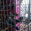 Simbad's Birds & Pets gallery