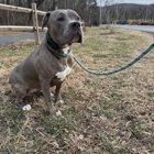 Ridgeside K9 Montgomery County