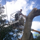 Rey Tree Service LLC - Tree Service