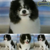 Dog Grooming Shop gallery