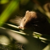 Blasingame Pest Managment, Inc. gallery