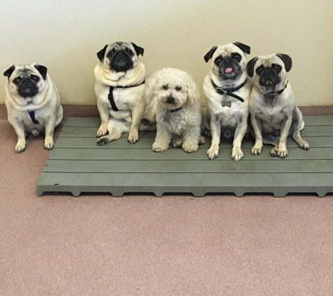 Fisher's Friends Dog Daycare - Buffalo, NY