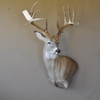 Potter Taxidermy Studio gallery