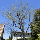 LB Holistic Tree