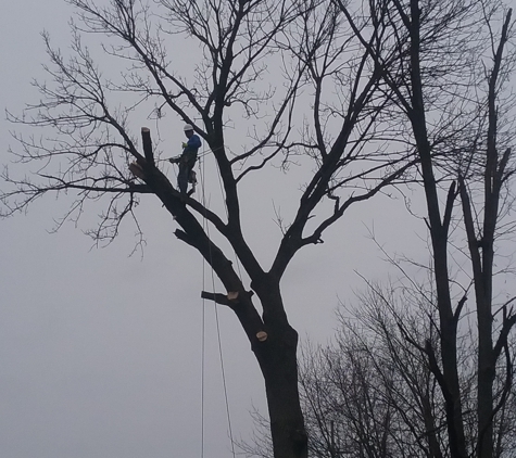 Ash pro tree service - Lexington, KY