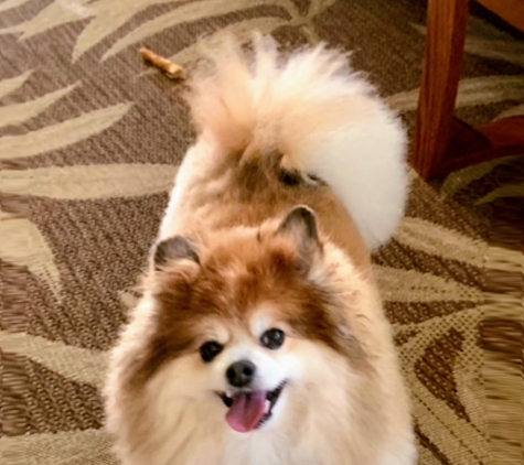 Tailwaggers - Leesburg, FL. Tailwaggers is gentle with me due to my Arthritis. ����