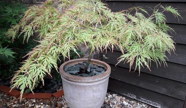 Jade Mountain Nursery - Tacoma, WA