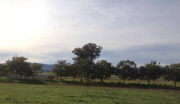 Peak Hill Boarding Kennels - Parkes, NSW
