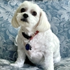 Franklin Grooming and Pet Boutique gallery