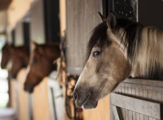 Iron Horse Equine Medical and Surgical Services - Elizabeth, CO