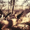 Mission Impawsible Dog Training gallery