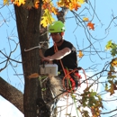Premier Tree Service Inc. - Arborists