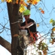 Premier Tree Service Inc.