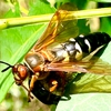 Shoreline Pest Solutions gallery