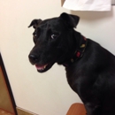 Banfield Pet Hospital - Veterinary Clinics & Hospitals