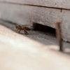 Cleary Exterminating Co. Inc gallery