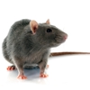 Top Pest Elimination Inc. gallery