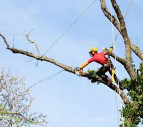 C & A Tree Service - Chesapeake, OH