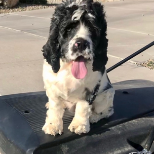 Pat's K9 Training - Goodyear, AZ