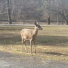 Beech Fork State Park gallery