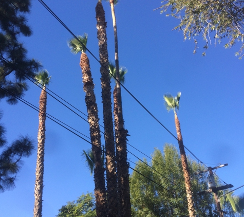 Ortega's Jr Tree Service - Corona, CA. After picture ��������