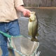 Louisiana Pond Management