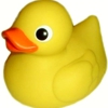 Rubber Ducky Pools gallery