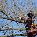 PSD Tree Experts & Landscape - Tree Service