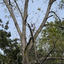 Lions Tree & Landscaping - Tree Service