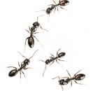 Omega Termite & Pest Control