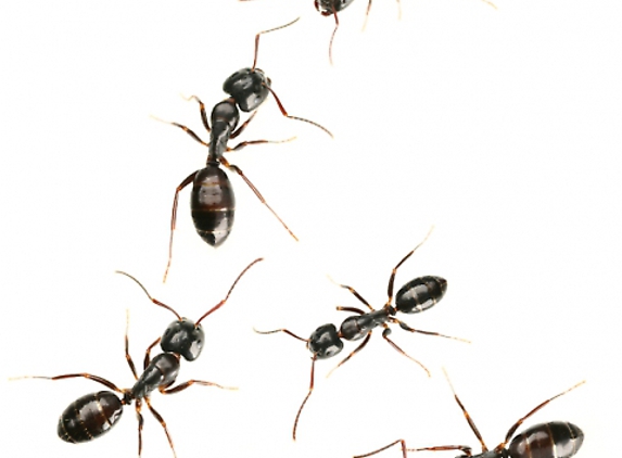 Omega Termite & Pest Control - Oakland, CA