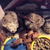 E l Pets gallery