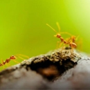 Insight Pest Solutions -Ft. Wayne - Pest Control Services