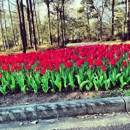 Brookgreen Gardens - Botanical Gardens