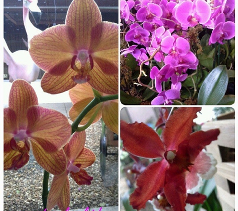 Natural Orchids Design - Miami, FL