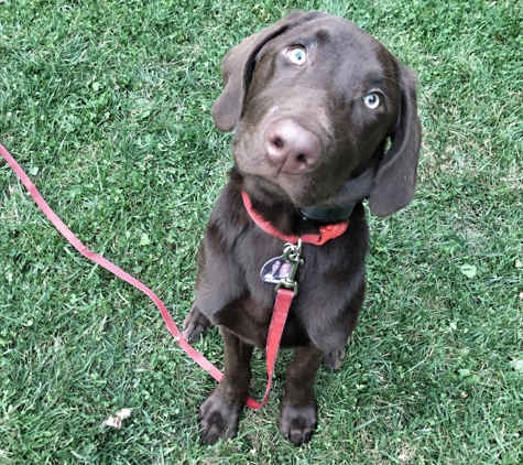 Greater Boston Off Leash K9 Training