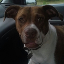Precious Pet Transport Srv - Animal Transportation