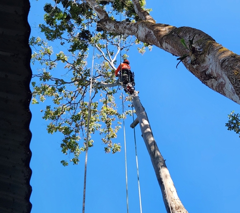 LTM Trees