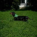 Mendham Animal Hospital - Pet Sitting & Exercising Services