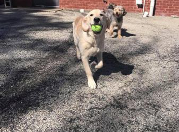The Dog Spot Training & Enrichment Center - Loganville, GA