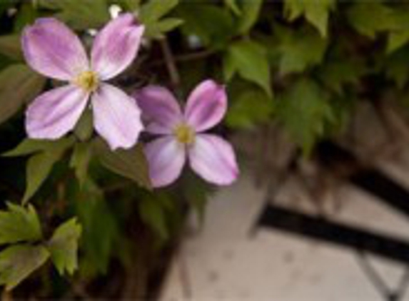 Green Expectations Garden Care