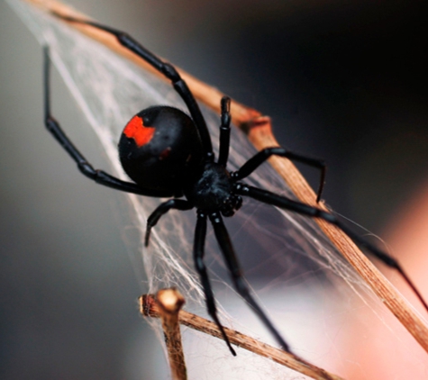 Hamiltons' Pest & Weed Control - Jerusalem, SA