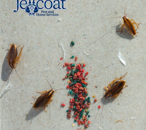 Jeffcoat Pest & Home - Columbia, SC