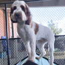 Olde Towne Pet Resort - Pet Services