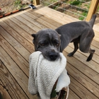 Broken Pines Dog Camp