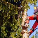 JLP Tree Service - Tree Service